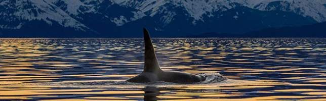 Lynn Canal near the Chilkat Mountains, Alaska, USA an orca