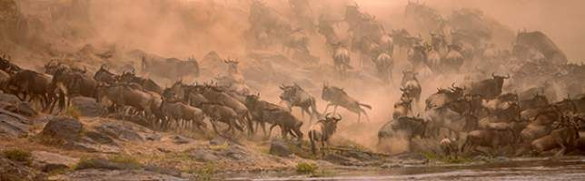 Migratory wildebeest crossing the Mara River in Masai Mara, Kenya