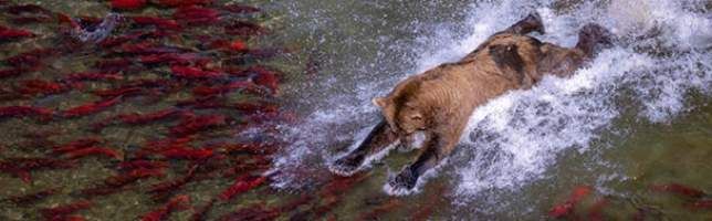 Katmai National Park, Alaska, USA