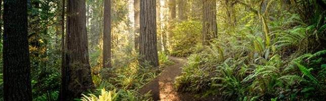 Redwood National and State Parks, California, USA