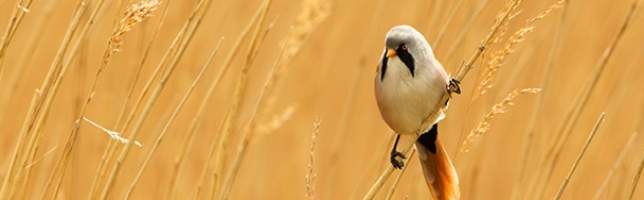 Male of the bearded reedling 