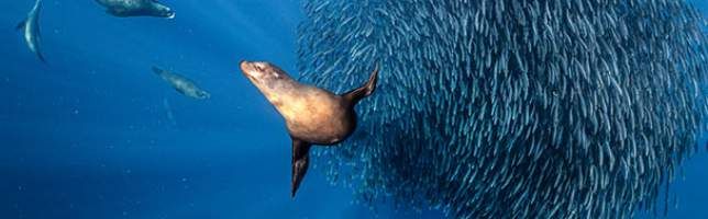 California Sea Lions, Off Mexico, Pacific Ocean