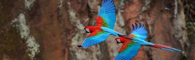 Green winged macaw
