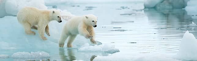 Polar bear cubs playing in Svalbard, Norway