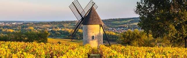 Santenay Wine Region, Beaune Coast, Burgundy, France