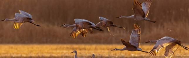Canadian Cranes, New Mexico, United States