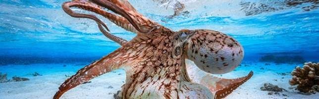 World Octopus Day