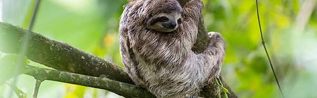 International Sloth Day