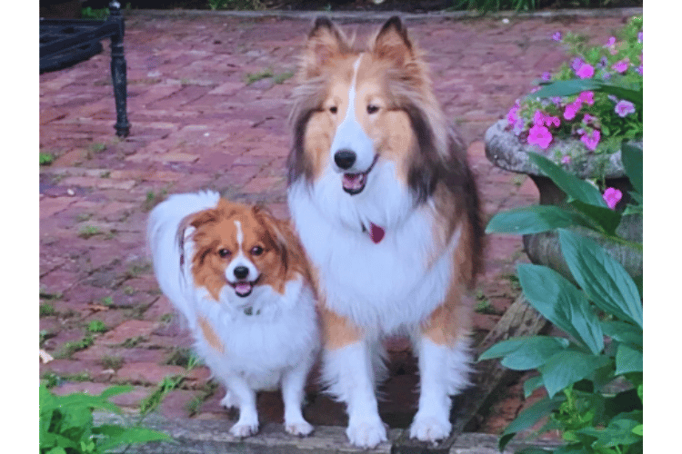 How-to-make-a-dog-emergency-kit?