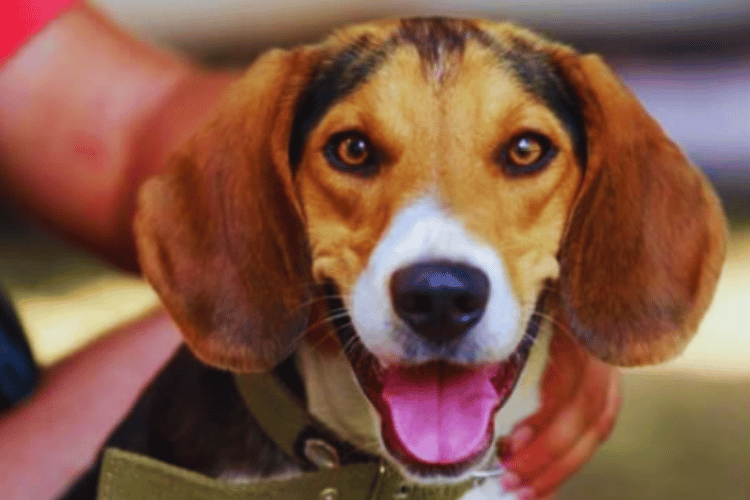 How-to-make-a-dog-emergency-kit?