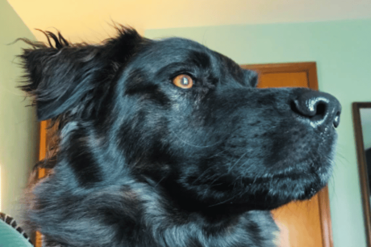 How-to-make-a-dog-emergency-kit?