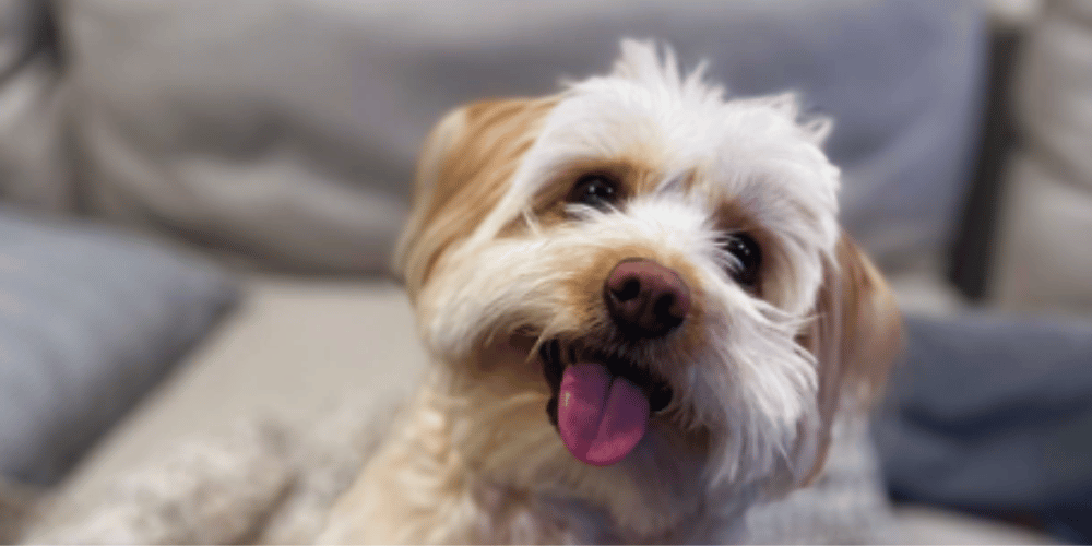 How-to-make-a-dog-emergency-kit?