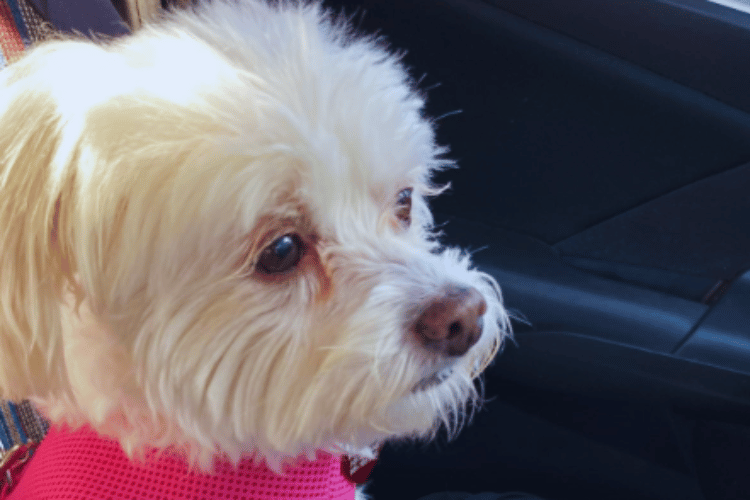 How-to-make-a-dog-emergency-kit?