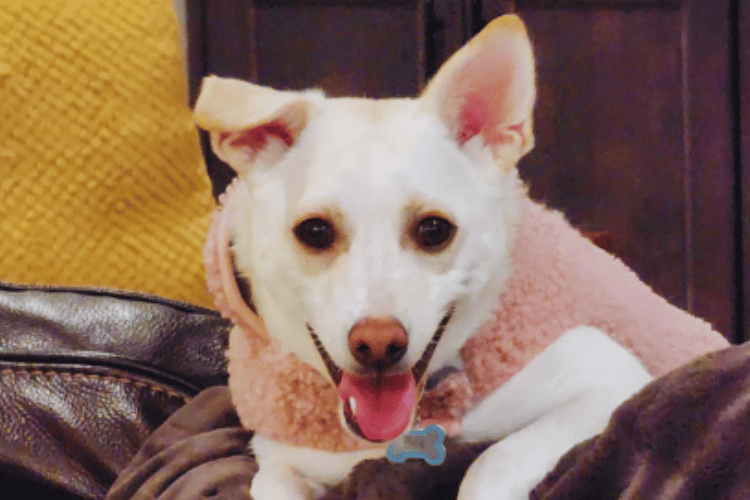 How-to-make-a-dog-emergency-kit?