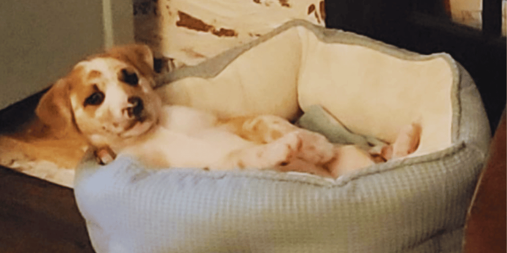 How-to-make-a-dog-emergency-kit?