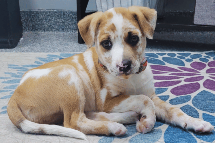 How-to-make-a-dog-emergency-kit?