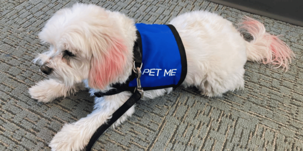 How-to-make-a-dog-emergency-kit?