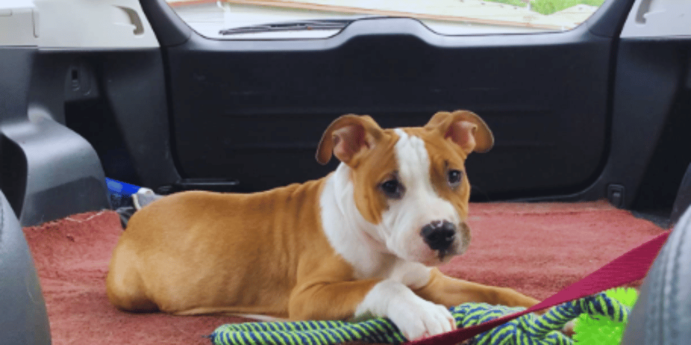 How-to-make-a-dog-emergency-kit?