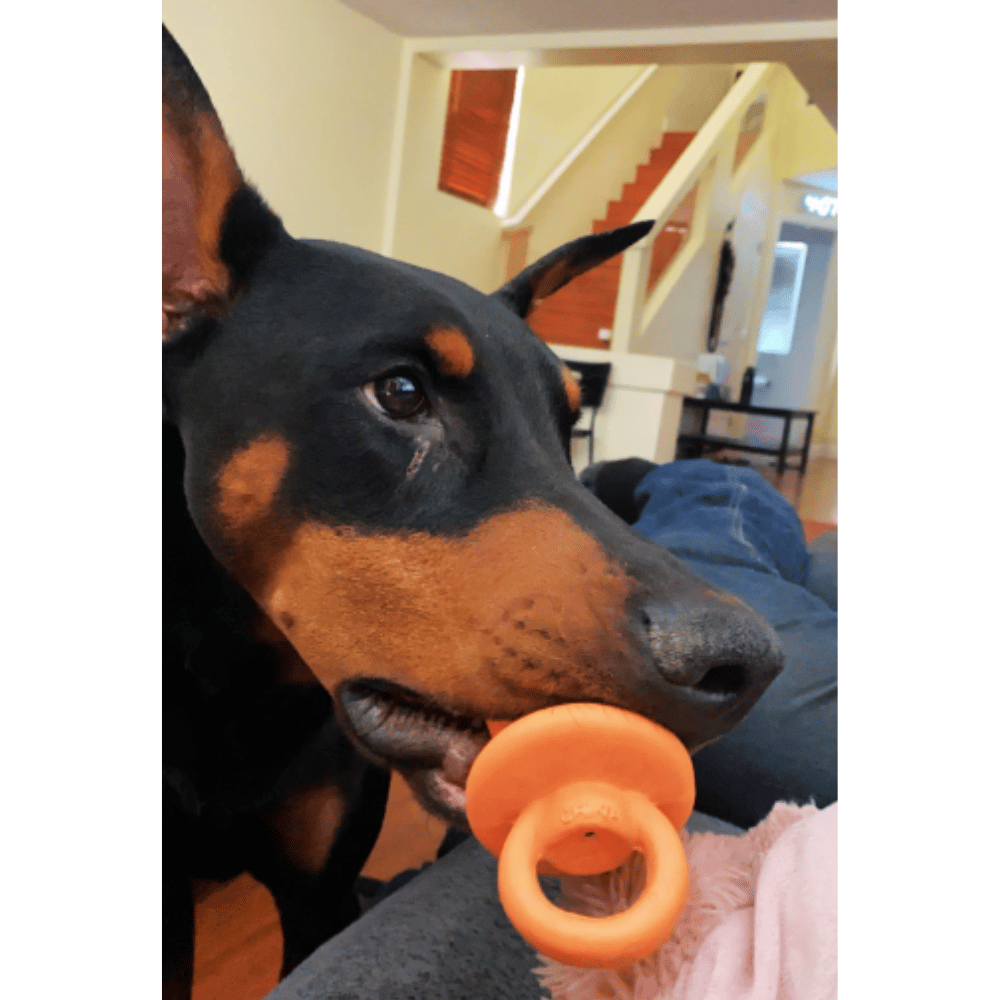 what-are-the-4-rules-of-animal-first-aid
