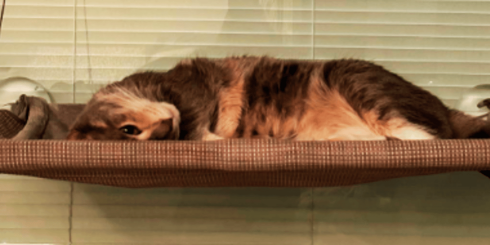 are-cat-hammocks-safe-for-windows