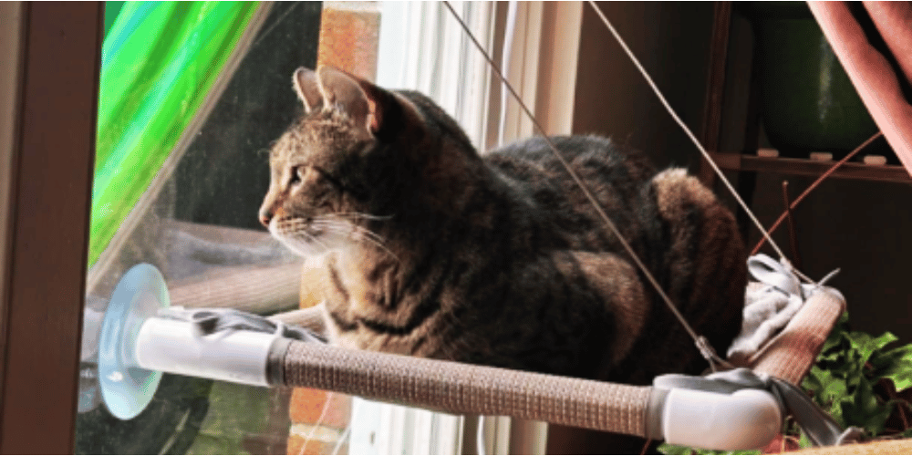 are-cat-hammocks-safe-for-windows