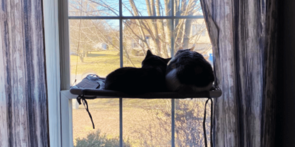 are-cat-hammocks-safe-for-windows