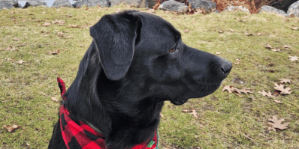 can-dog-wounds-heal-on-their-own
