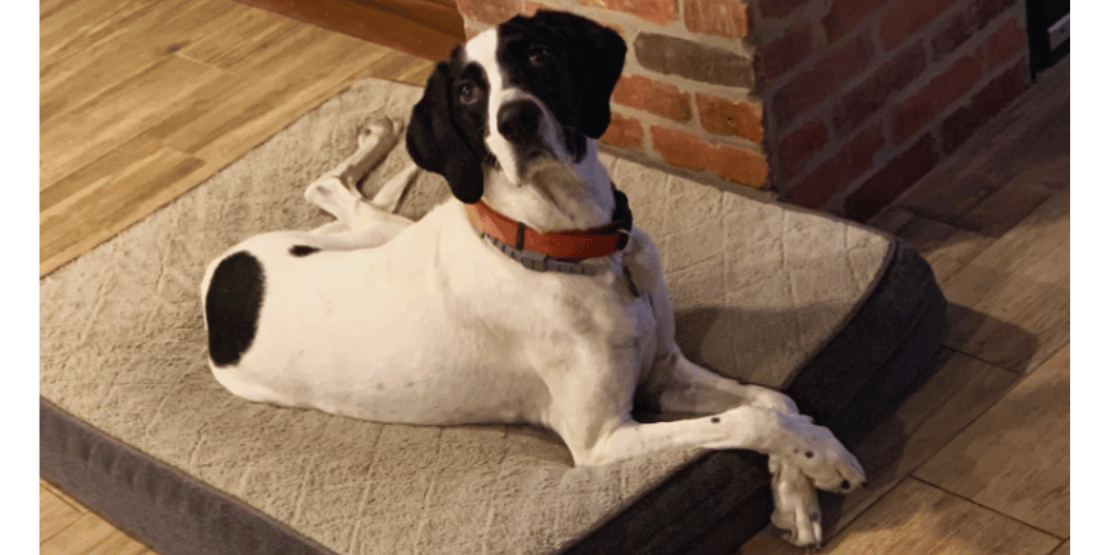 can-dog-wounds-heal-on-their-own