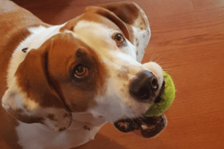 can-dog-wounds-heal-on-their-own