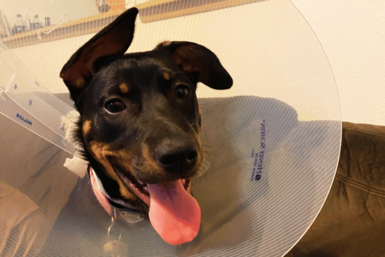 can-dog-wounds-heal-on-their-own