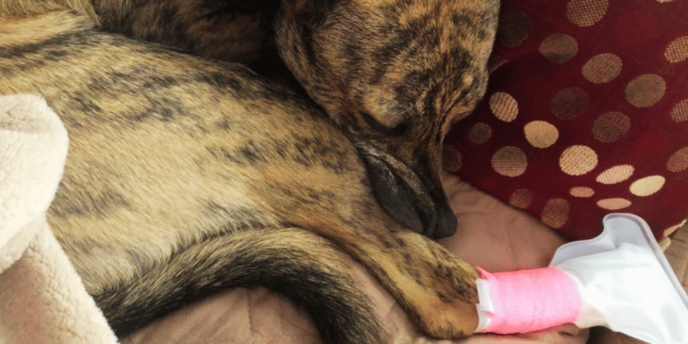 can-dog-wounds-heal-on-their-own