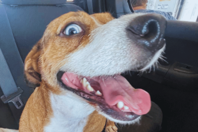 can-dog-wounds-heal-on-their-own