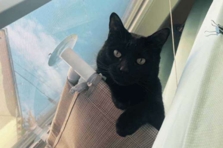 are-cat-hammocks-safe-for-windows