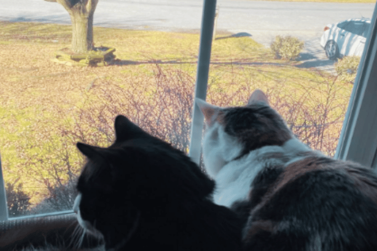 are-cat-hammocks-safe-for-windows