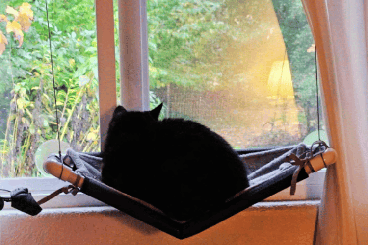 are-cat-hammocks-safe-for-windows