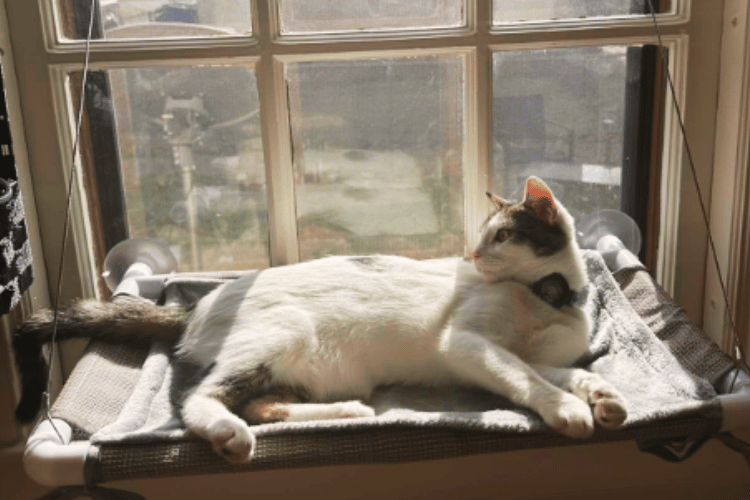 are-cat-hammocks-safe-for-windows