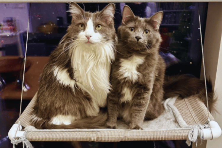 are-cat-hammocks-safe-for-windows