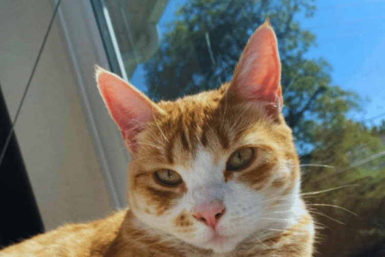how-to-make-a-perch-for-a-cat-window