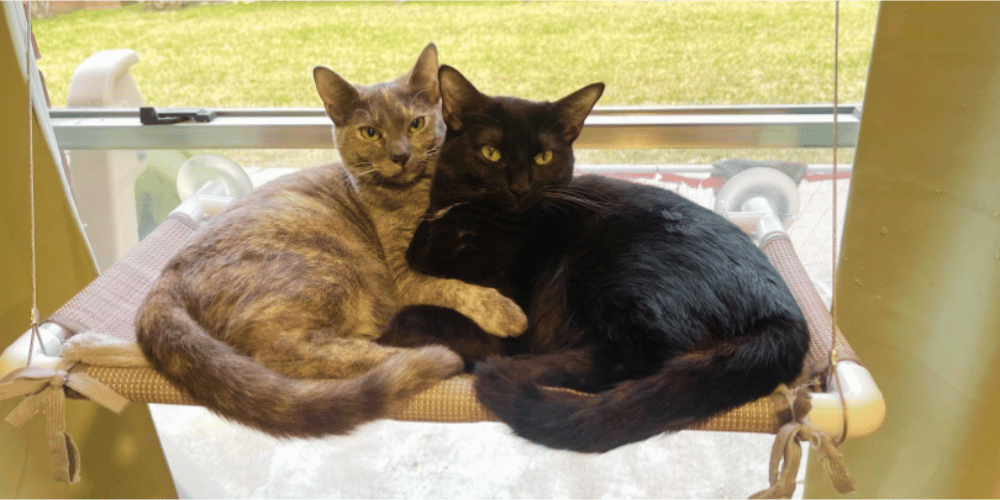 do-cats-like-window-perches