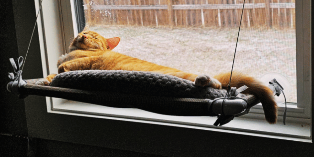 do-cats-like-window-perches