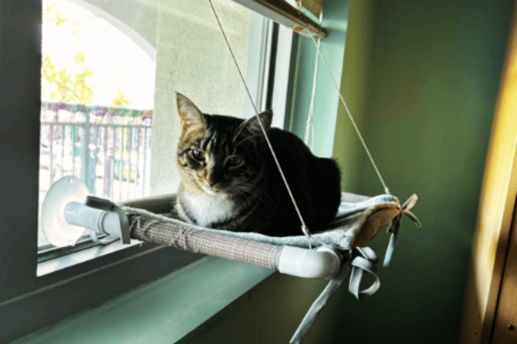 do-cats-like-window-perches