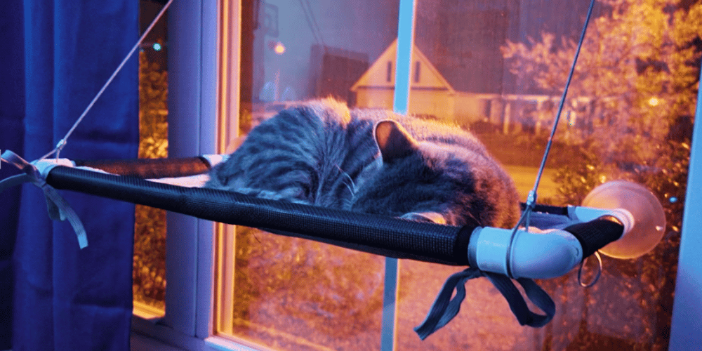 do-cats-like-window-perches