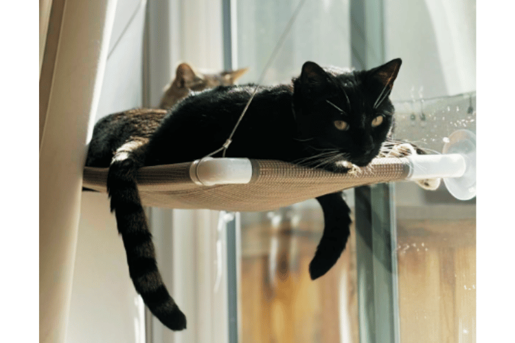 do-cats-like-window-perches