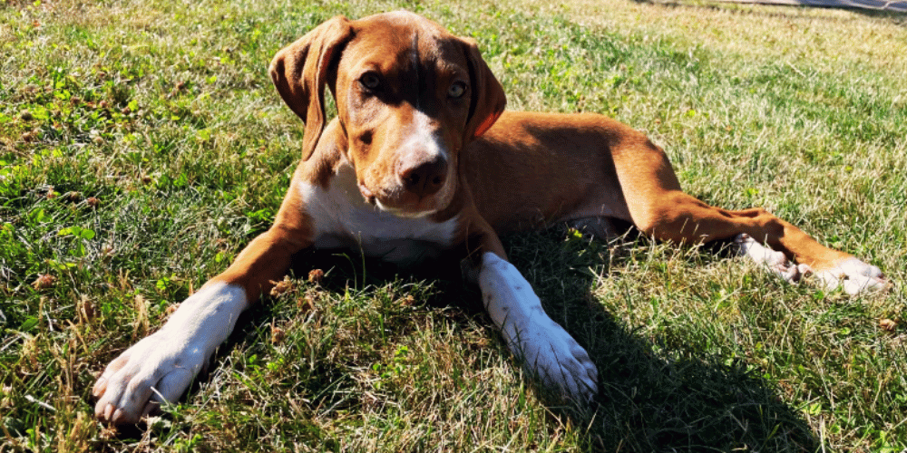 do-dogs-need-a-first-aid-kit