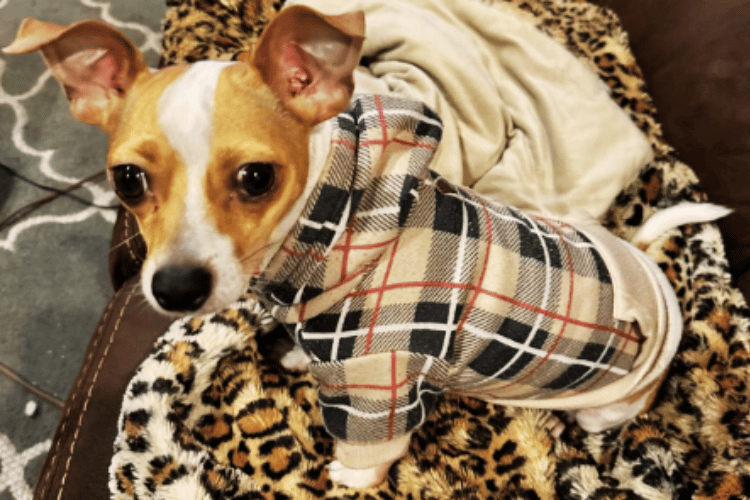 do-dogs-need-a-first-aid-kit