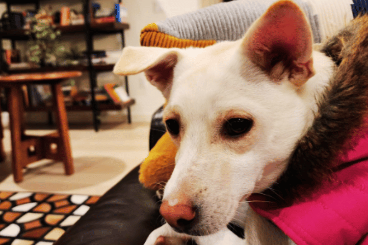 do-dogs-need-a-first-aid-kit