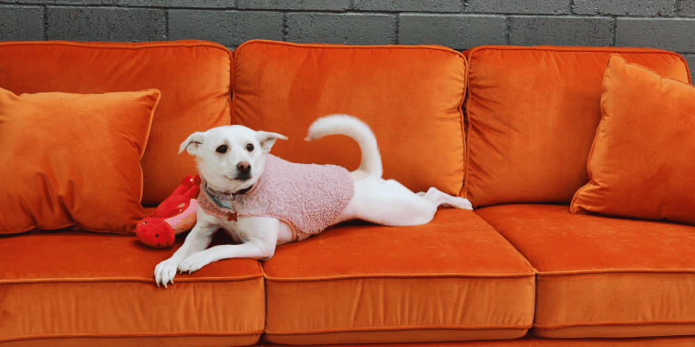 do-dogs-need-a-first-aid-kit