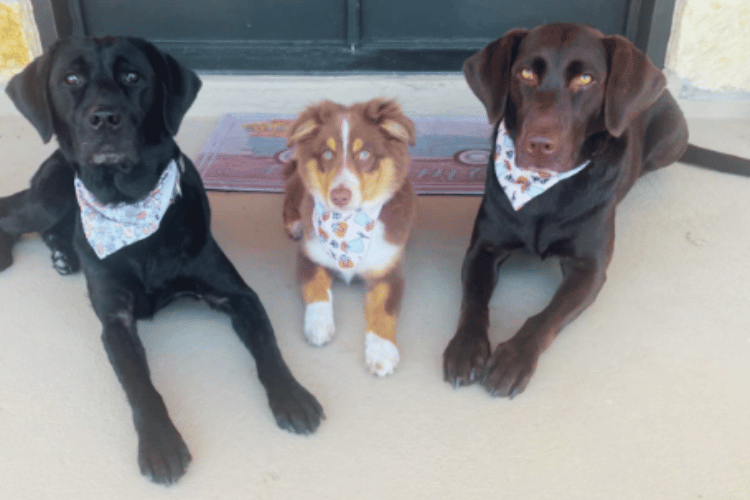 do-dogs-need-a-first-aid-kit