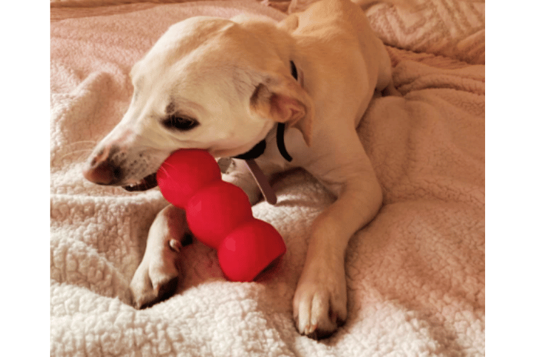 do-dogs-need-a-first-aid-kit