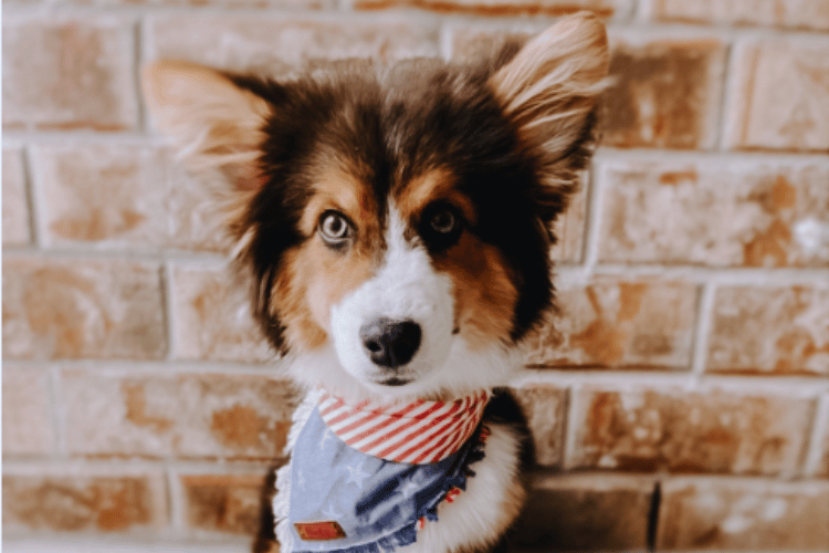 do-dogs-need-a-first-aid-kit
